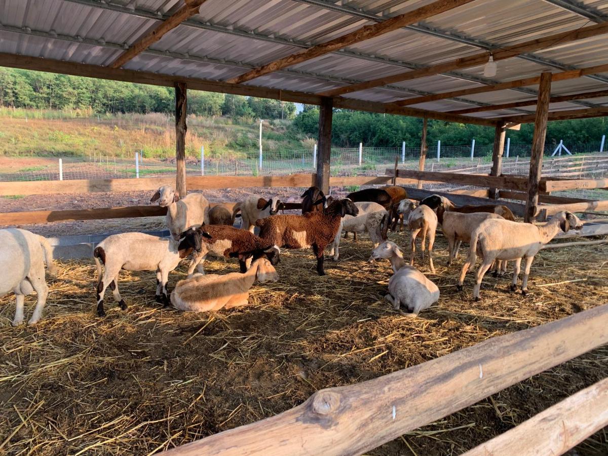 ฟาร์มแกะภูกระดึง Waraporn Valley Ban Nong Tum Dış mekan fotoğraf